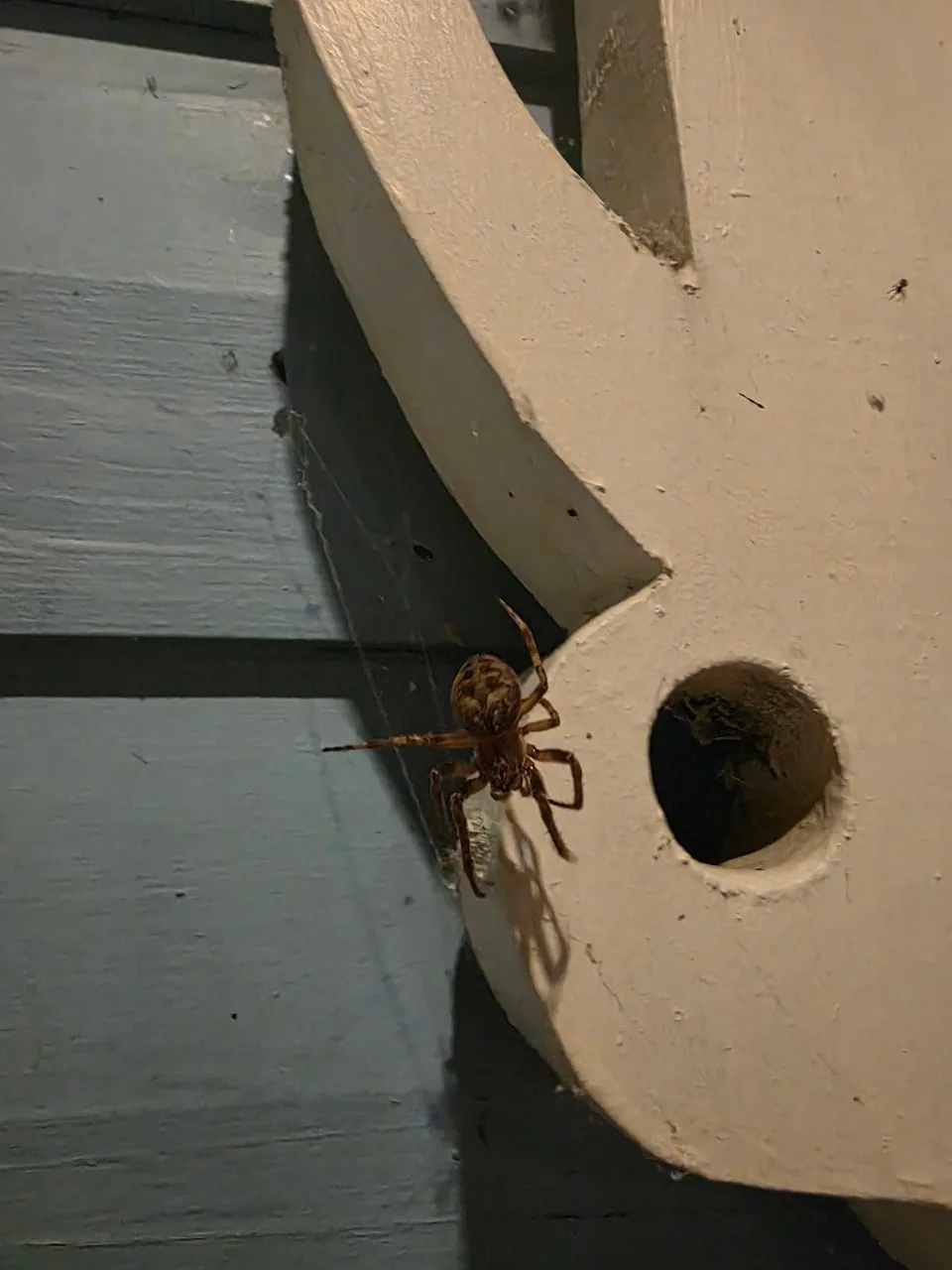 🕷 В Казани жители заметили крупных пауков во дворах и парках.