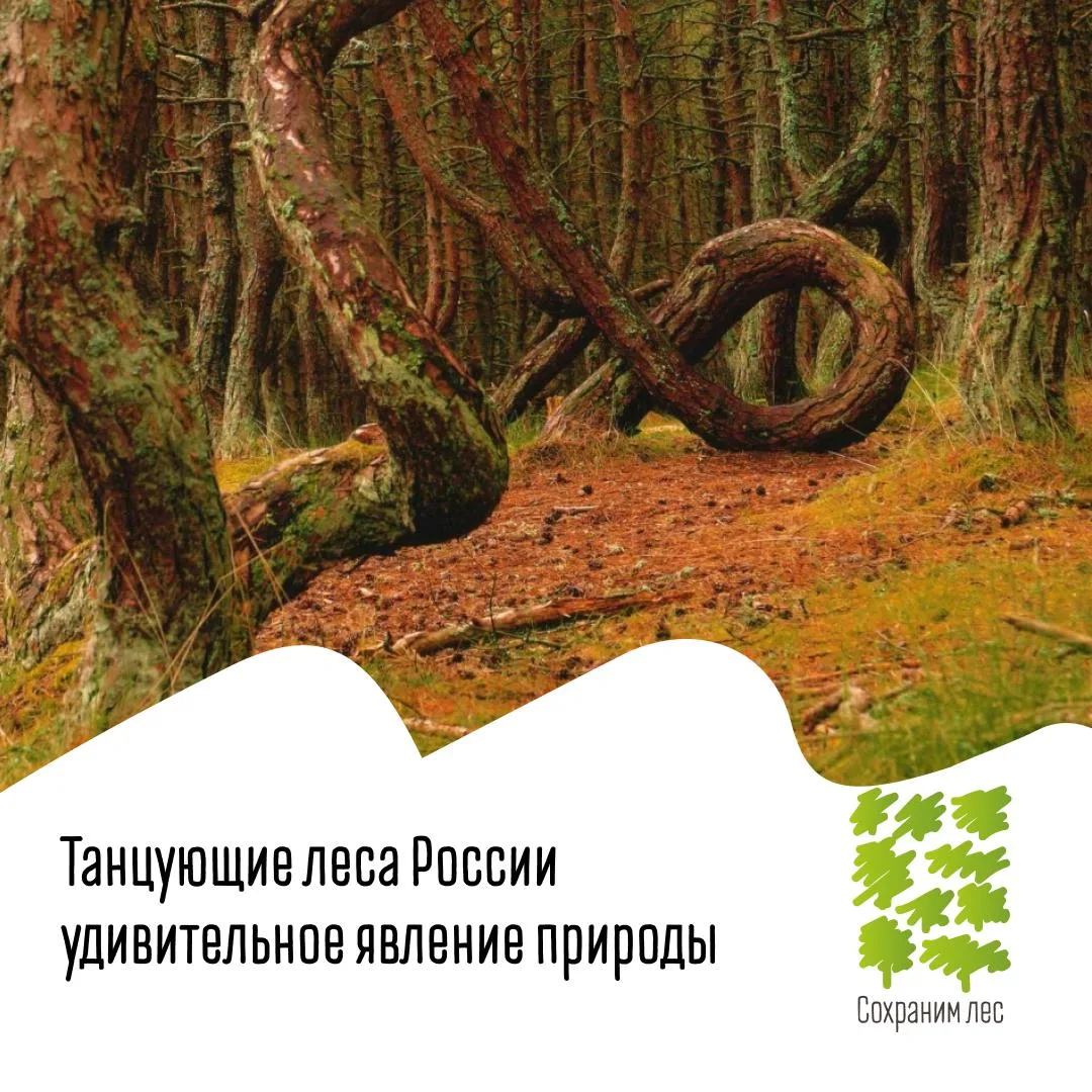 🌳 В Калининградской и Рязанской областях можно увидеть редчайшее природное явление — т...