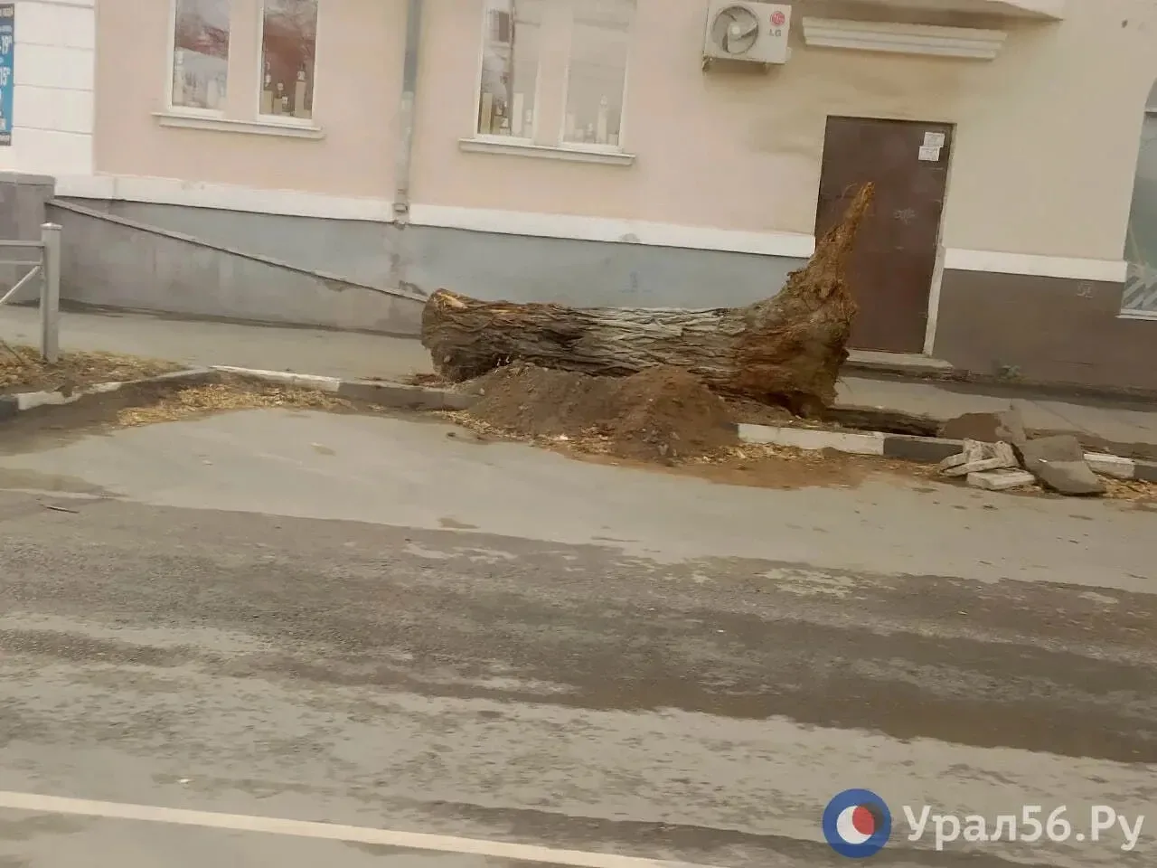 🪵 На проспекте Ленина в Орске после выкорчевки деревьев стволы оставили на тротуаре