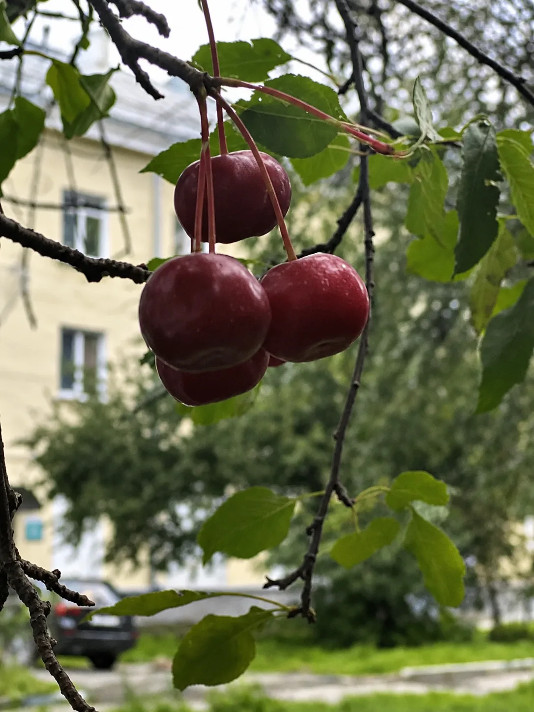 Доброе утро! Последний понедельник в этом месяце, утром идём с рыжиками, все бегут, тор...