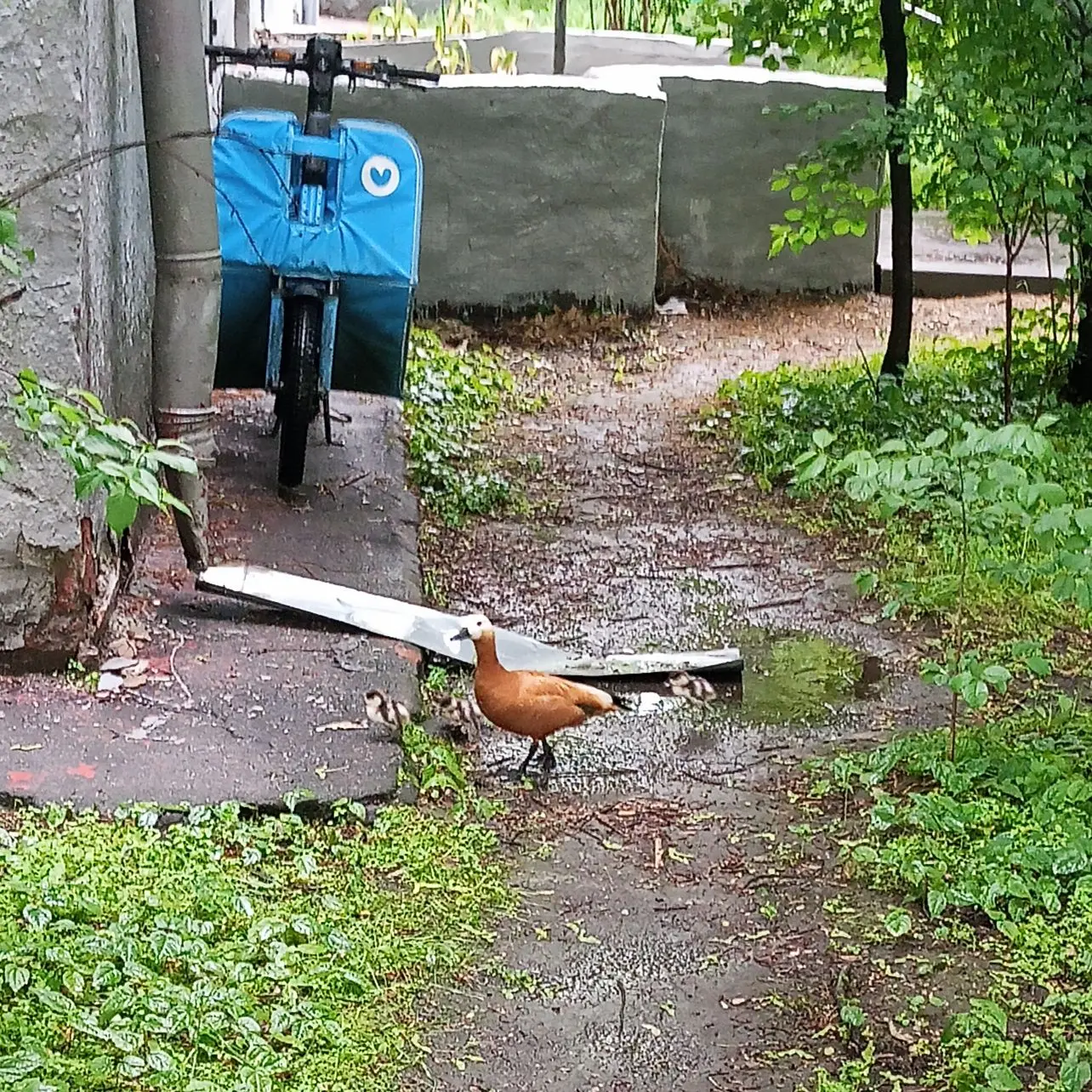 Милое семейство огарей сегодня утром! 🦆.. 🦆🦆🦆