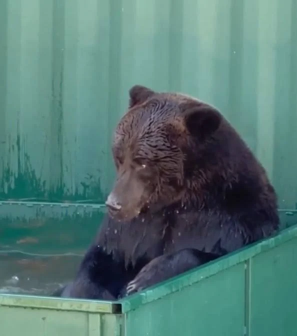 🐻 Медведя Балу из ХМАО перевезли в ивановский центр помощи диким животным «Легенда».