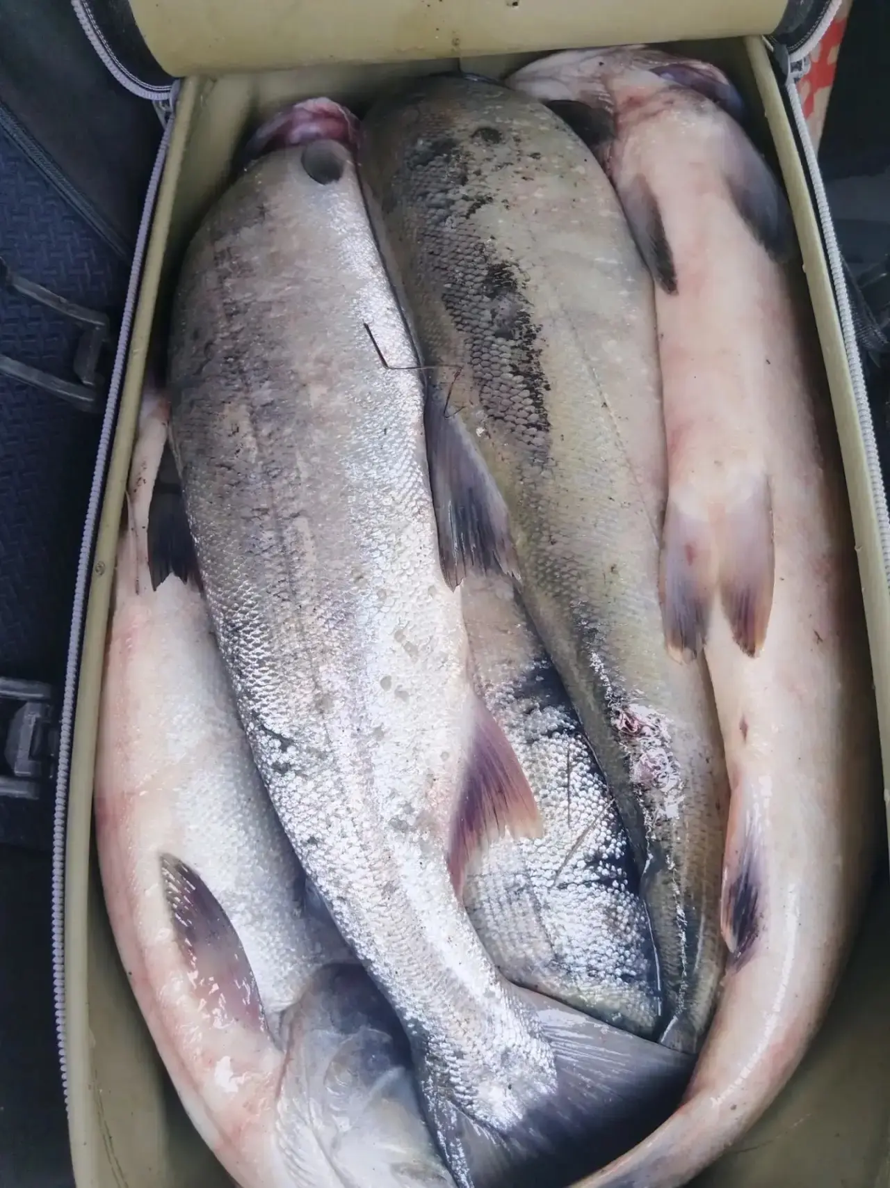 Самцы только с моря 1000 р.хвост , есть нерестовые изменения в серебре , доставка южный...