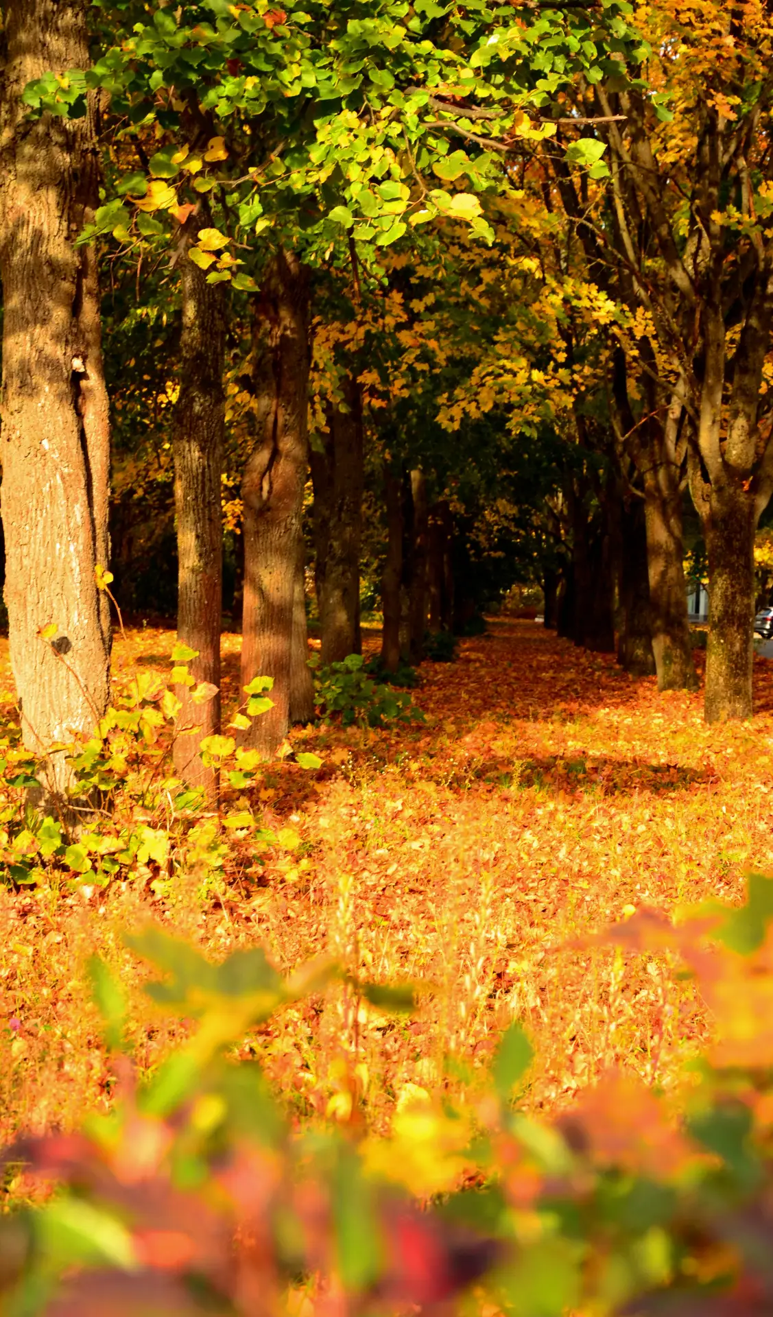 Пока осень не растеряла свои краски 🍁