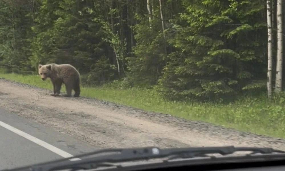 🐻В посёлке Горный Щит медведь вышел к остановке школьного автобуса