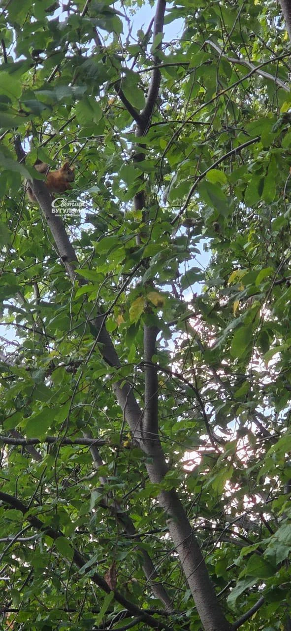 🐿 Белочка замечена в парке

Похоже, у кого-то сегодня тоже прогулка по парку 😄

😍 — Какая милая

