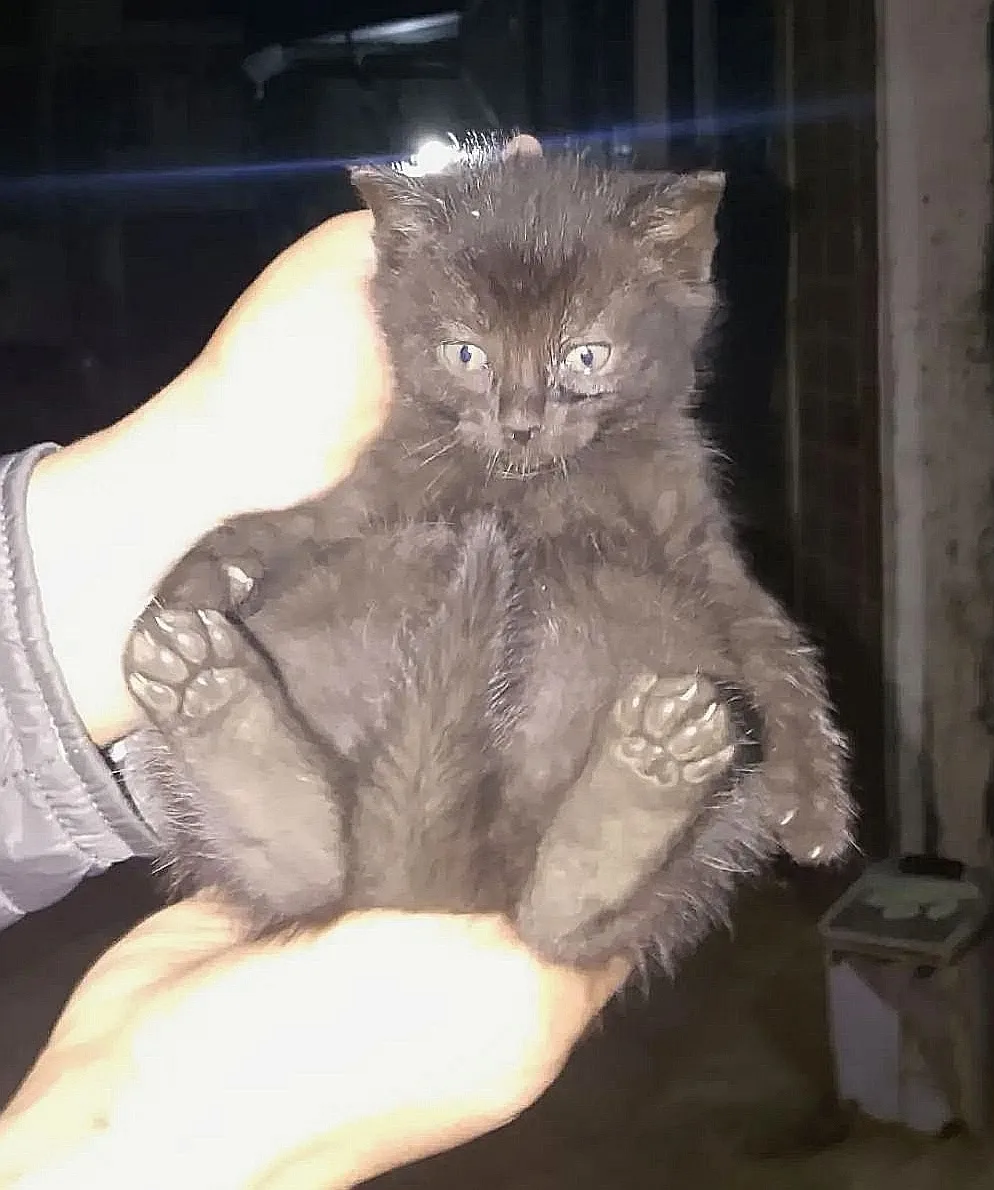 Подкинули к подъезду  котёнка , серая девочка, срочно нужен дом, возраст около 1,5  мес...