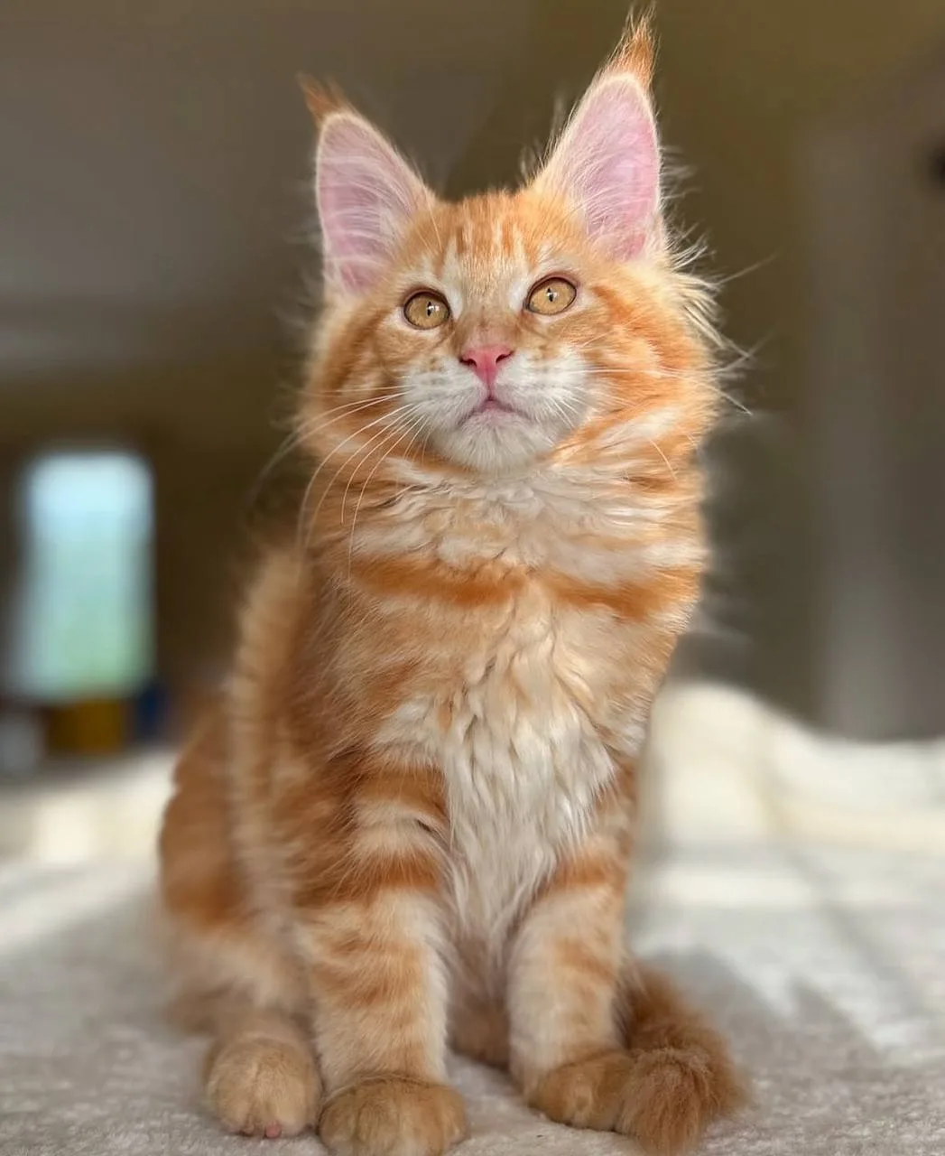 🐱 Мейнкуны ждут вас на фестивале в «Этажах»  В лофт-проекте «Этажи» на площадке «Синий пол» пройдёт 