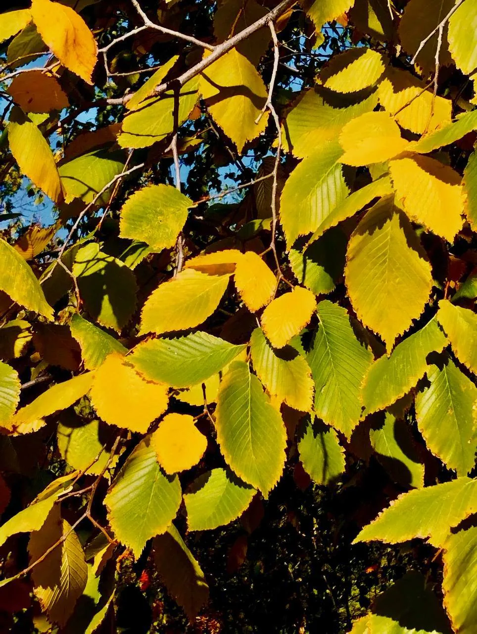 🍁Золотой октябрь в парке «Советский»