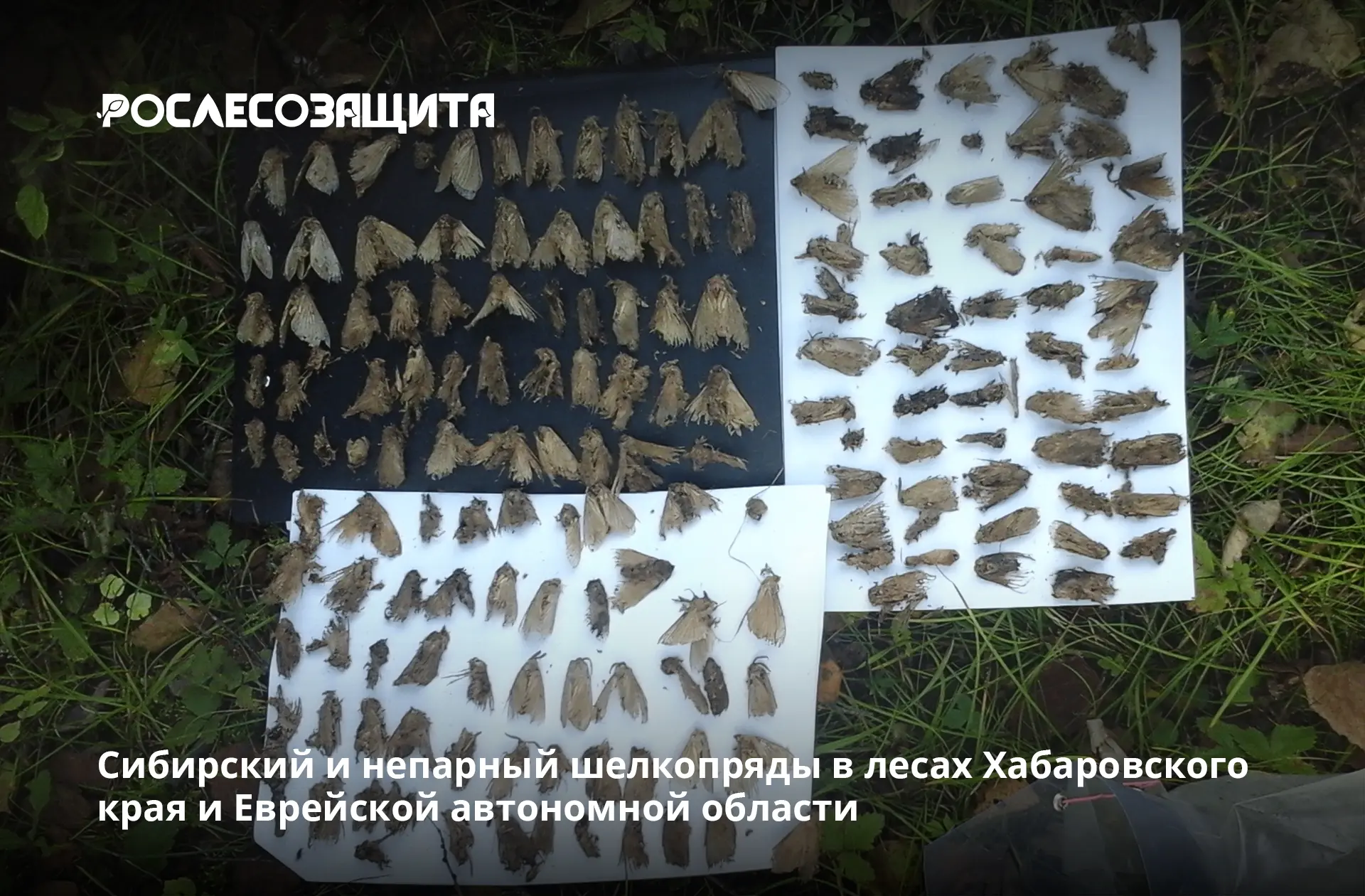➡️ Филиал Рослесозащиты на Дальнем Востоке подвел итоги феромонных наблюдений за основн...