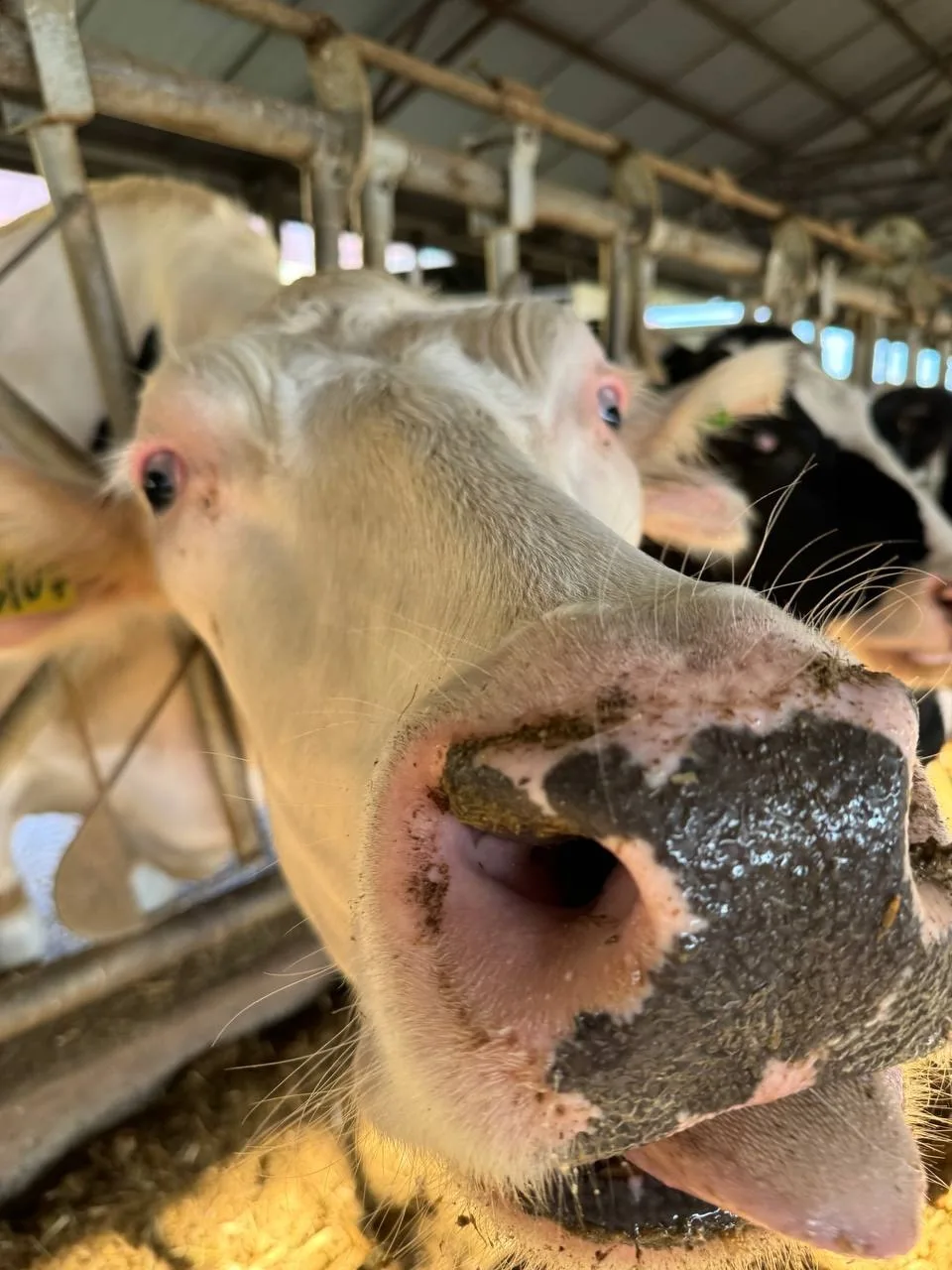 🐄 Честно, обожаю фотографии коров, где прямо нос, нос, нос в кадре 😄 
Эти крупные морды, влажные н