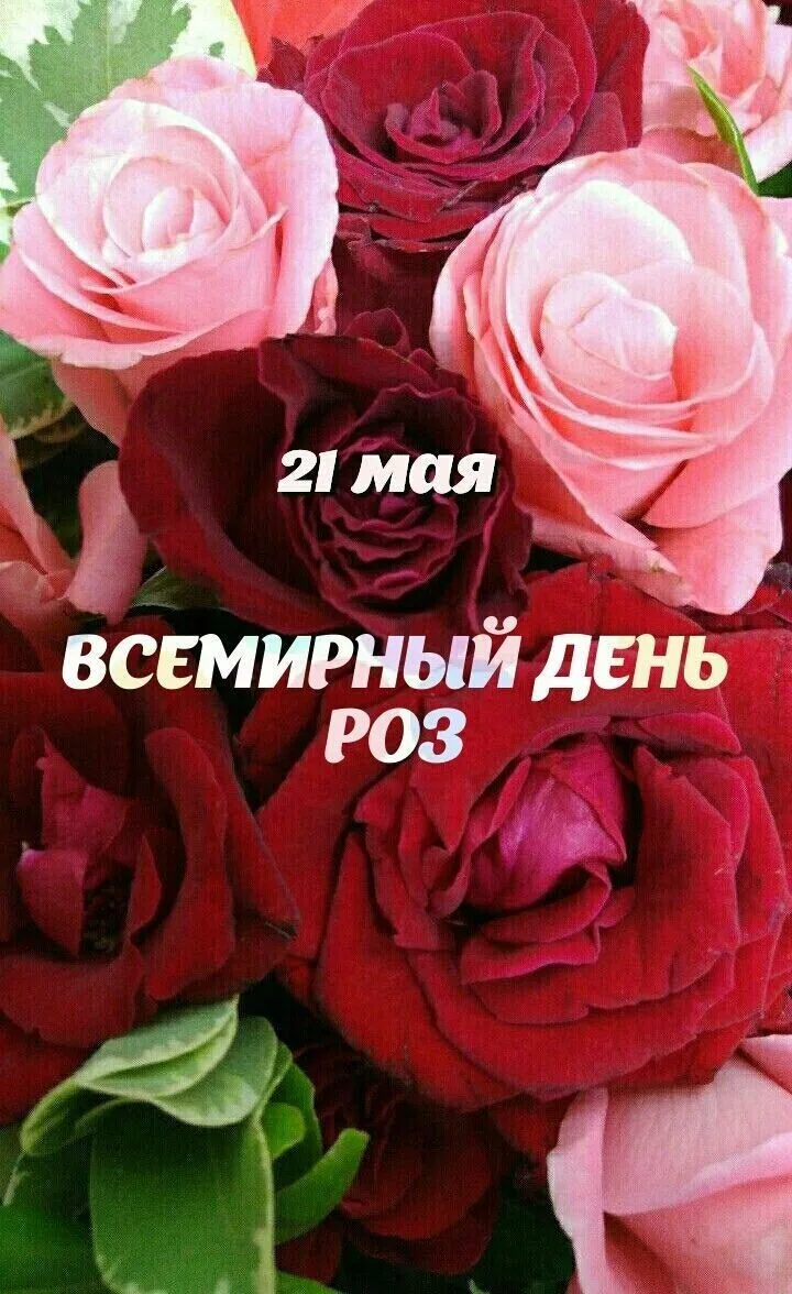 🌹 21 мая — Всемирный день розы, королевы цветов.