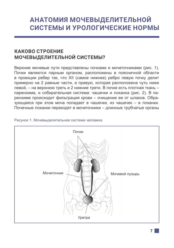 Анатомия мочевыделительной системы и урологические нормы
