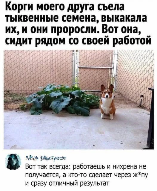 Жиза 💯🤣🤣

Собака-улыбака - подписаться