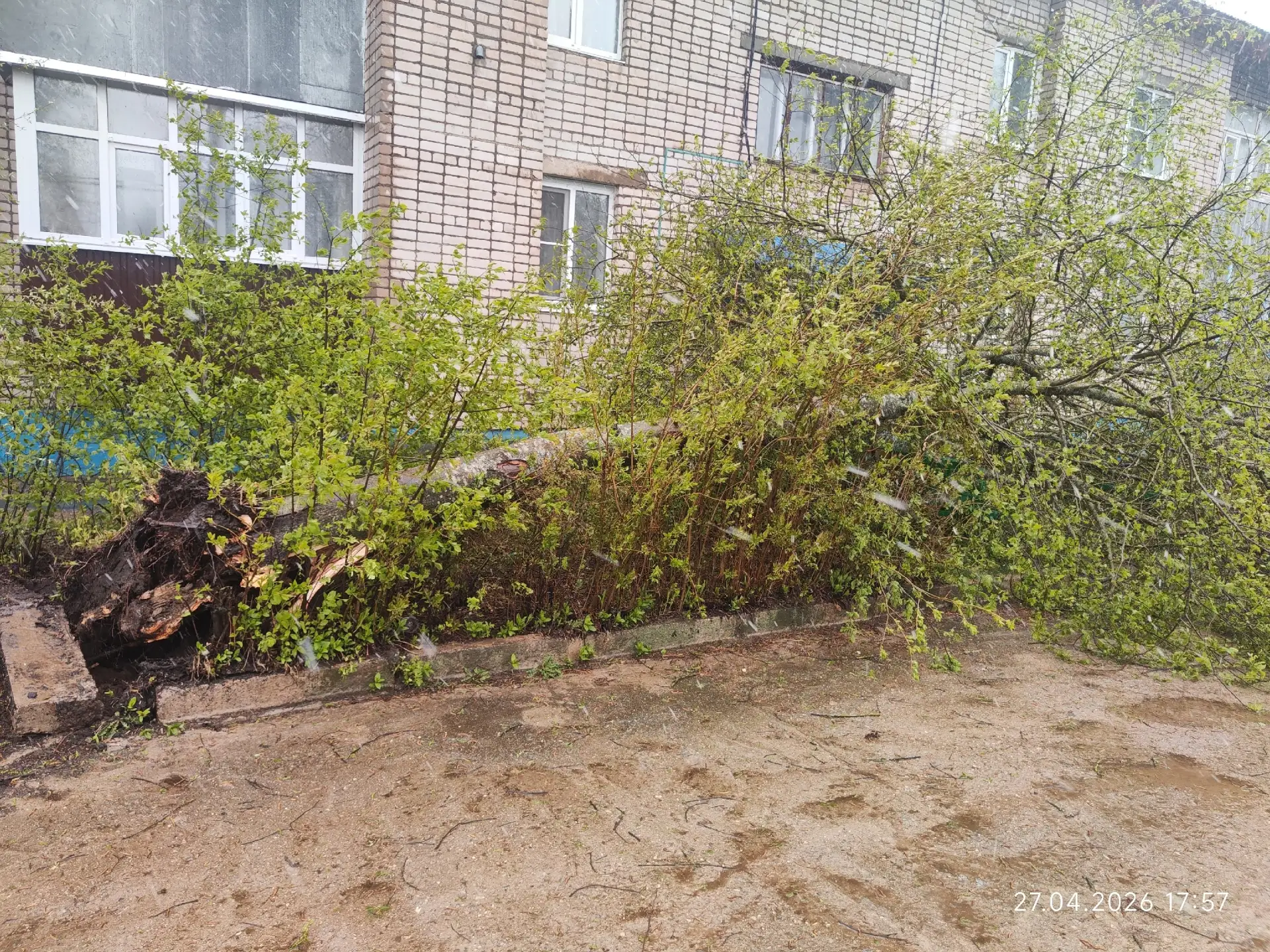 Дорогие жильцы. От сильного ветра деревья ломаются, как спички. Подумайте, где оставить...