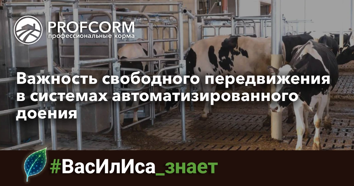 С переходом к автоматизированным системам доения важен не только технологический аспект...