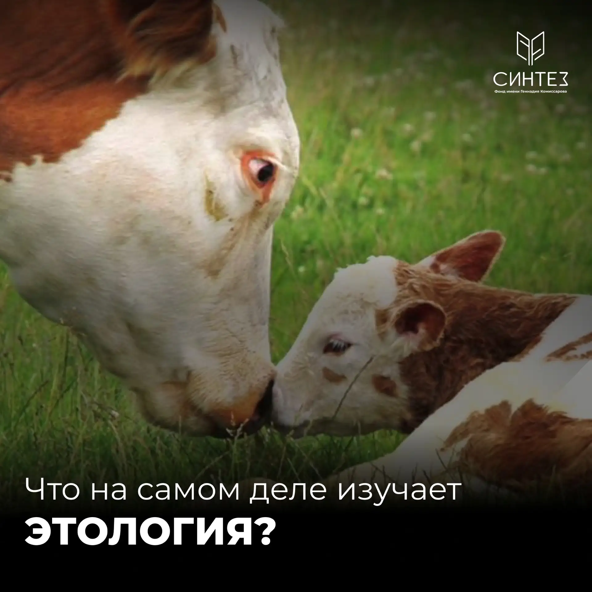 🔎 Что на самом деле изучает этология?