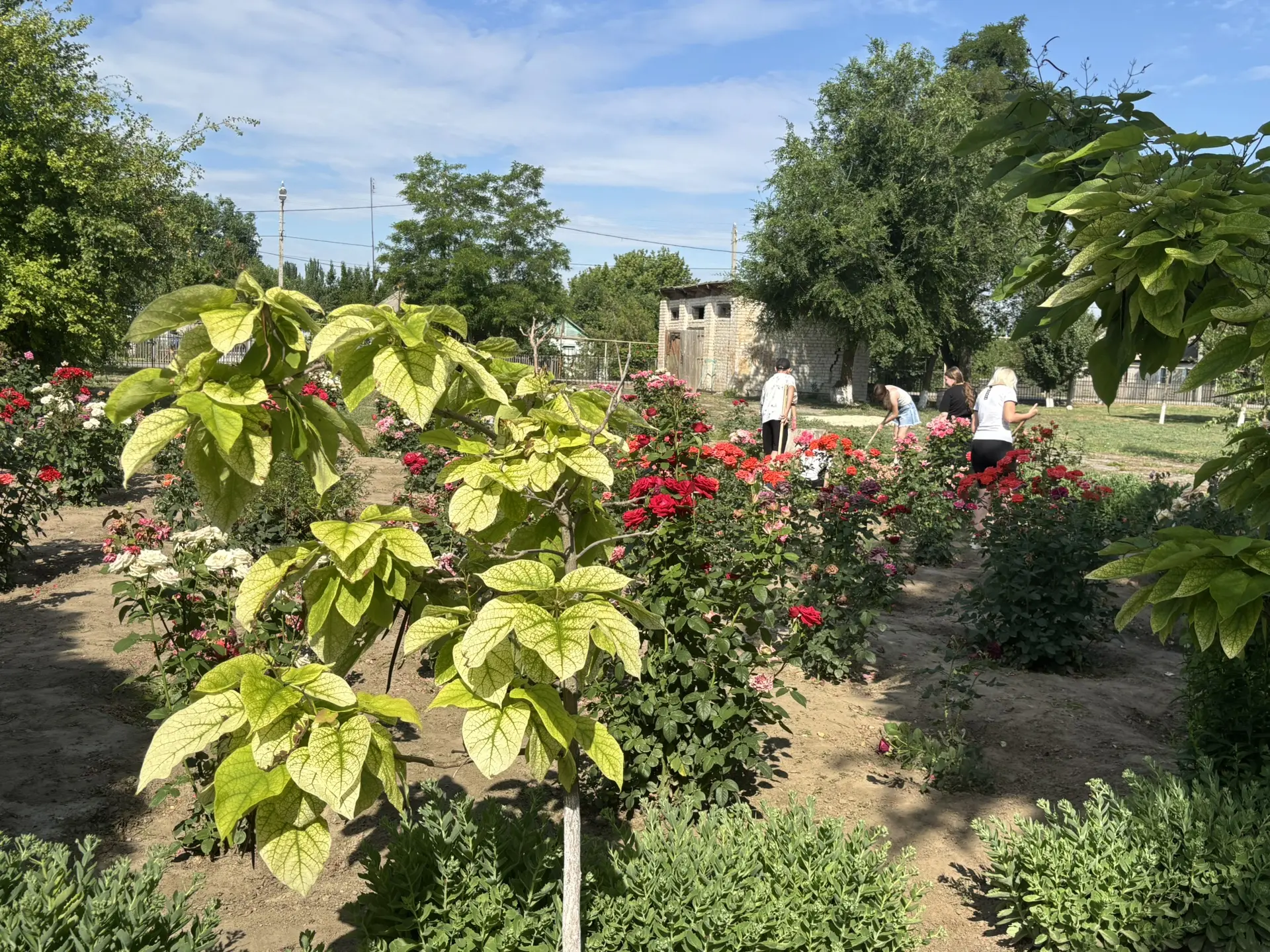 ✨ Школьный двор — визитная карточка школы, а создают её наши дети! 🌿

Сажают цветы🌸, наводят поряд