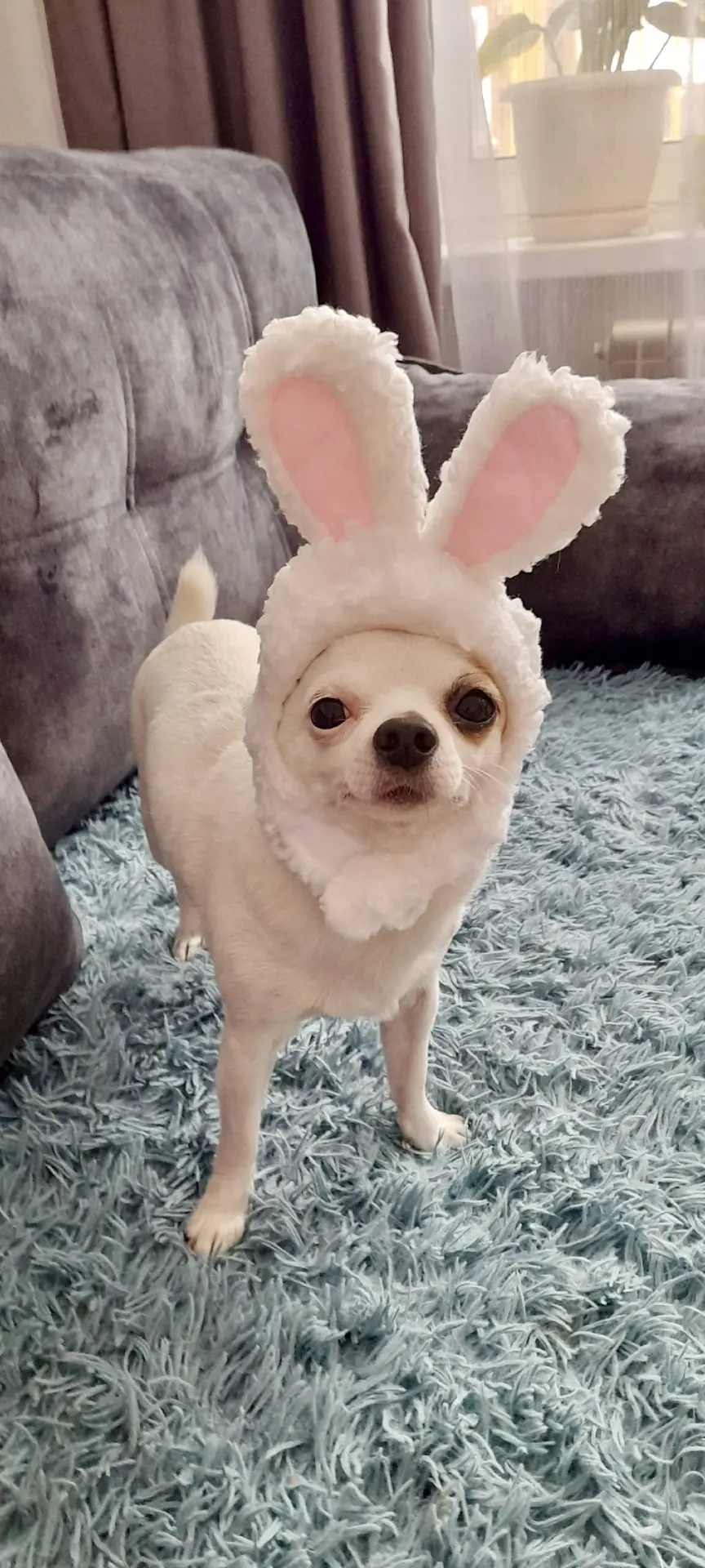 🐾🐰😄
- Скажи мне что-нибудь тёплое и ласковое...
- Зайчик.
- Мало.
- Стадо зайцев!