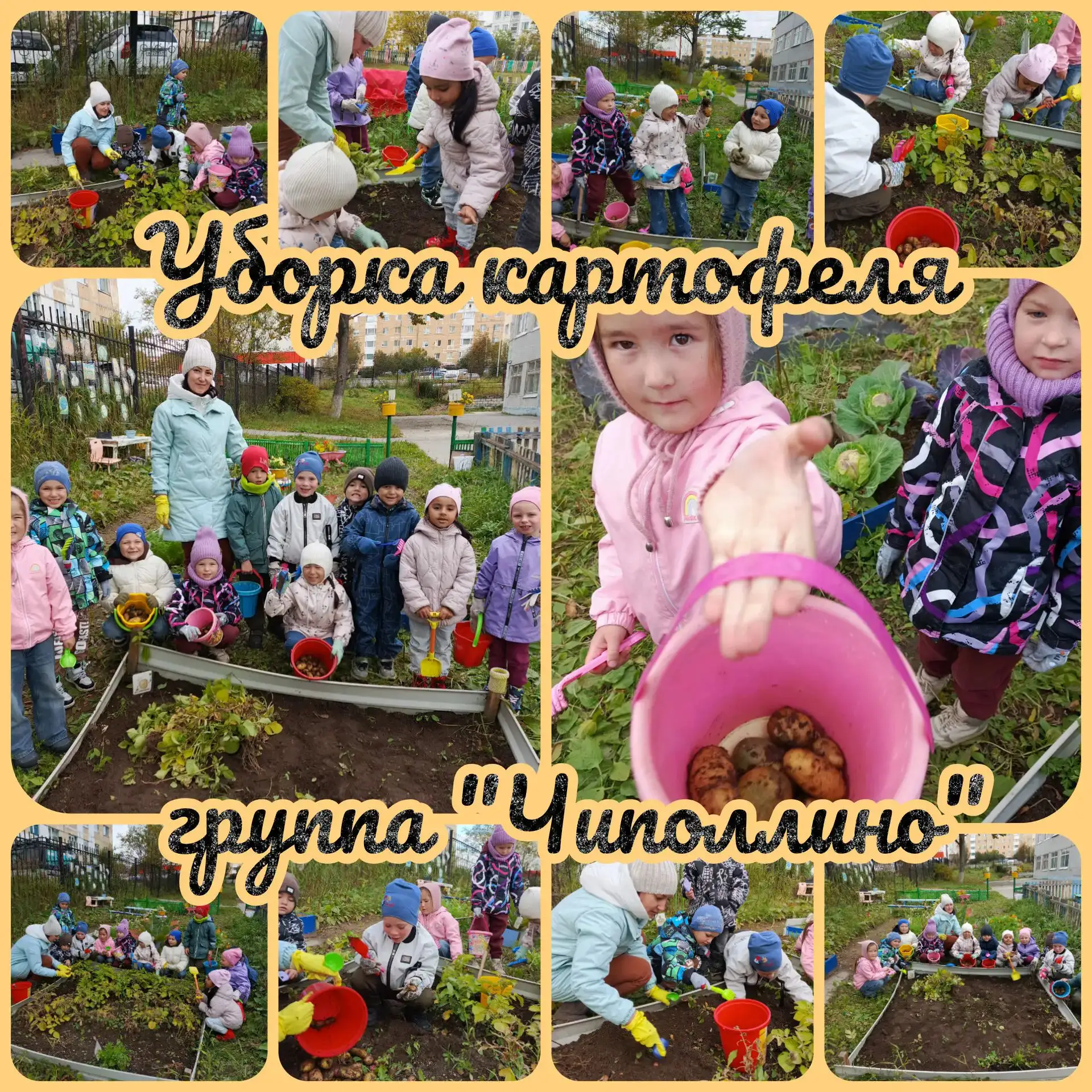 Время собирать урожай! Юные огородники группы «Чиполлино» вышли на сбор картофеля🥔 Раб...
