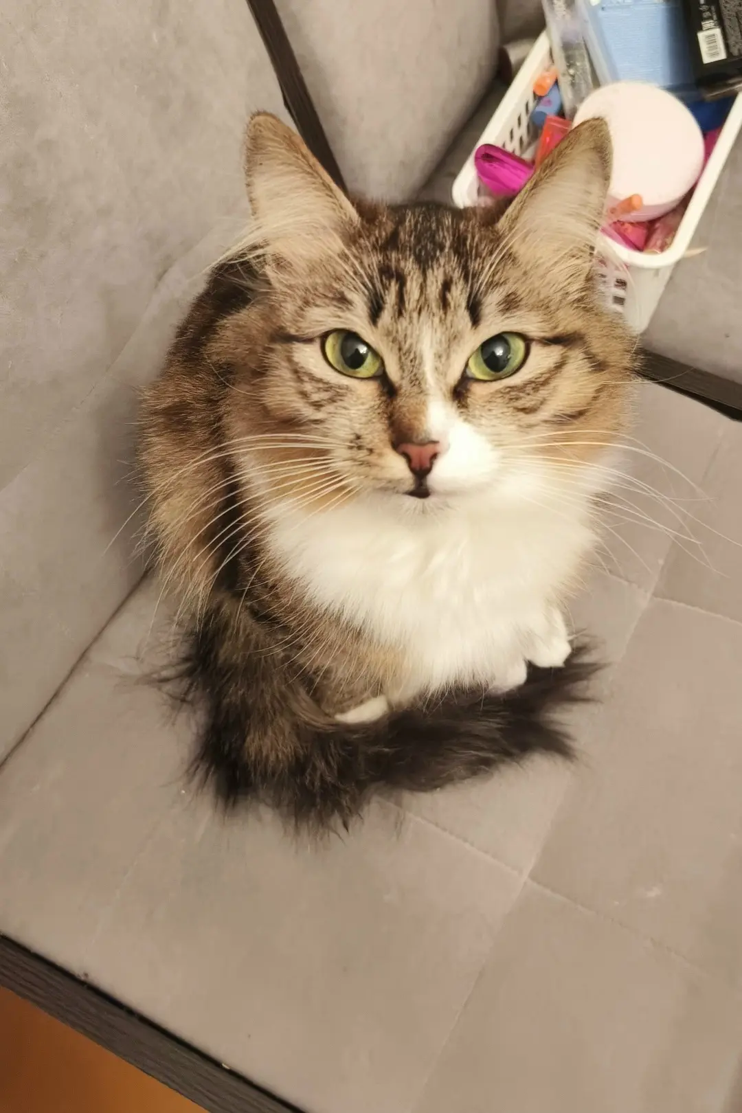 убежала кошка по кличке Ася на ст Обской. +79044757757