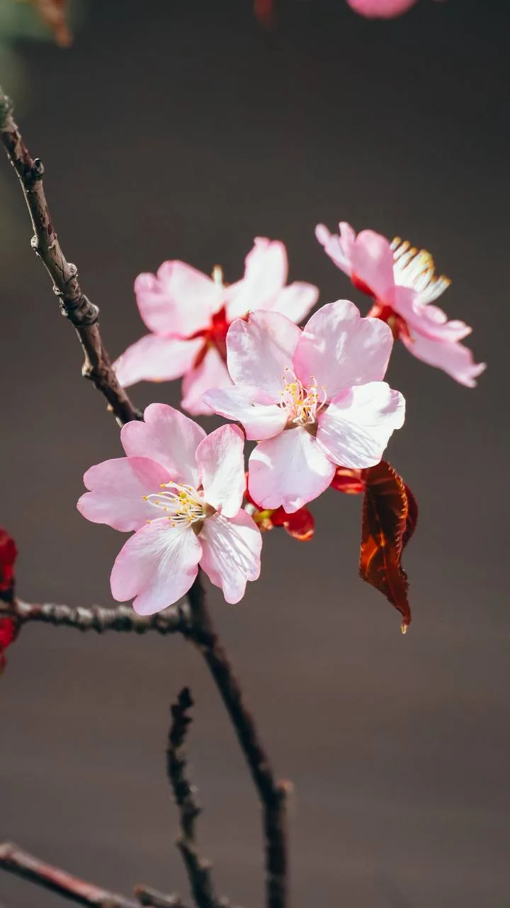 В городе зацвела сакура 😍 🌸  Доброе утро, Южно-Сахалинск! Май радует тёплым началом дня, не смотря н