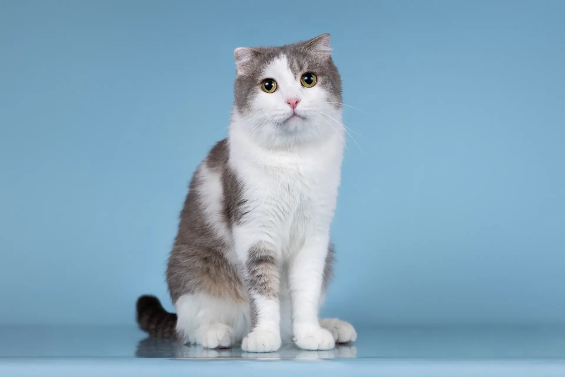 Москва. Просим помочь репостами 🐈  Вениамин - милый пушистый мурлыка, представитель шотландской висл