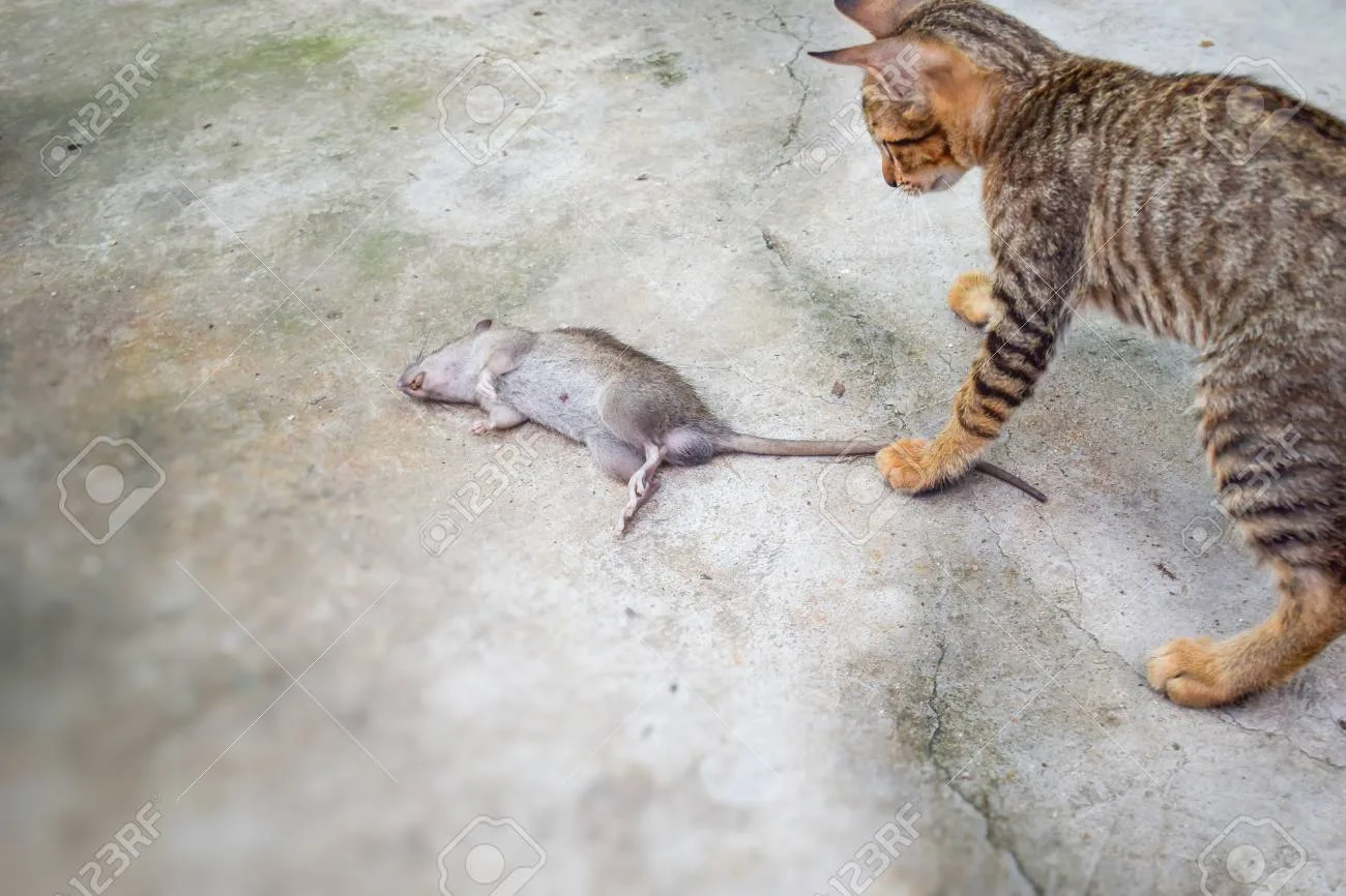 Едят ли кошки крыс, которых ловят?