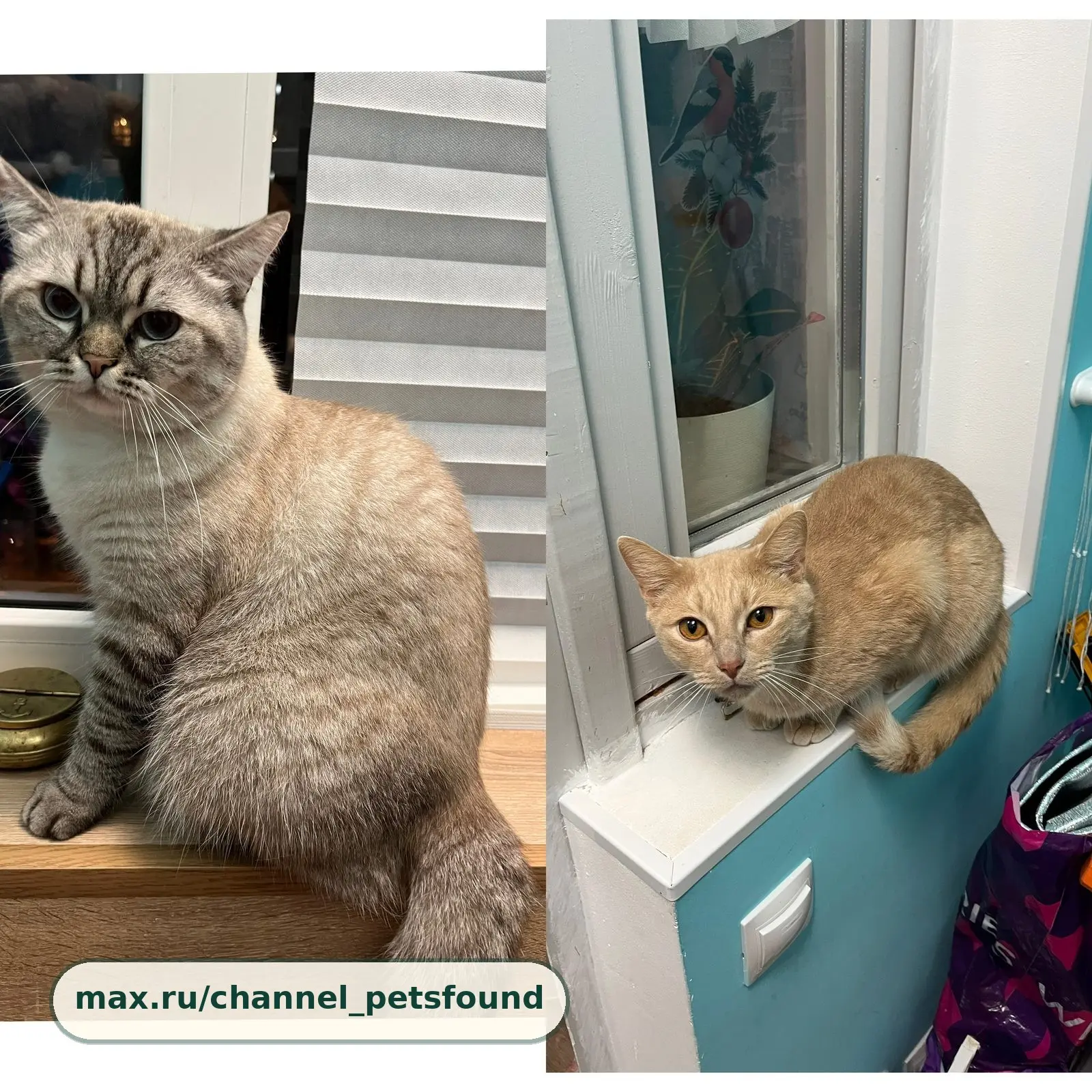 🐾 Пропал питомец — Звенигород