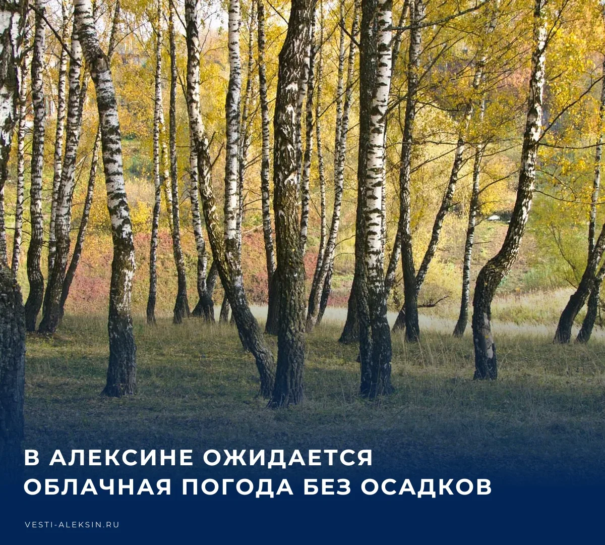 🌤️ В Алексине и рабочем поселке Новогуровский будет облачно с прояснениями, осадков не...