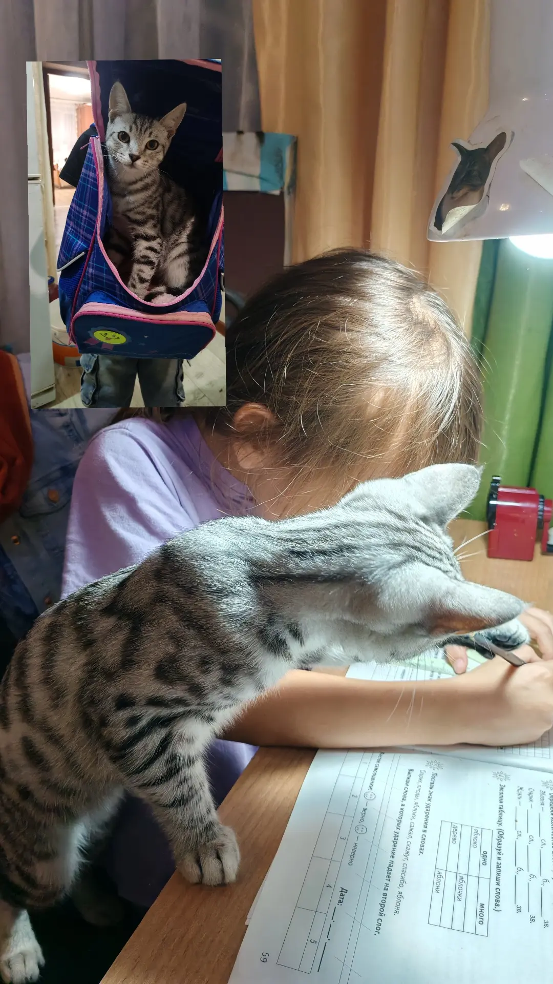 Наш кот Лео готовиться в школу