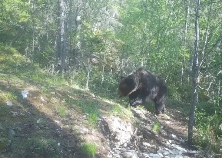 🐻В нацпарке "Ленские столбы" начнут регулировать численность медведей