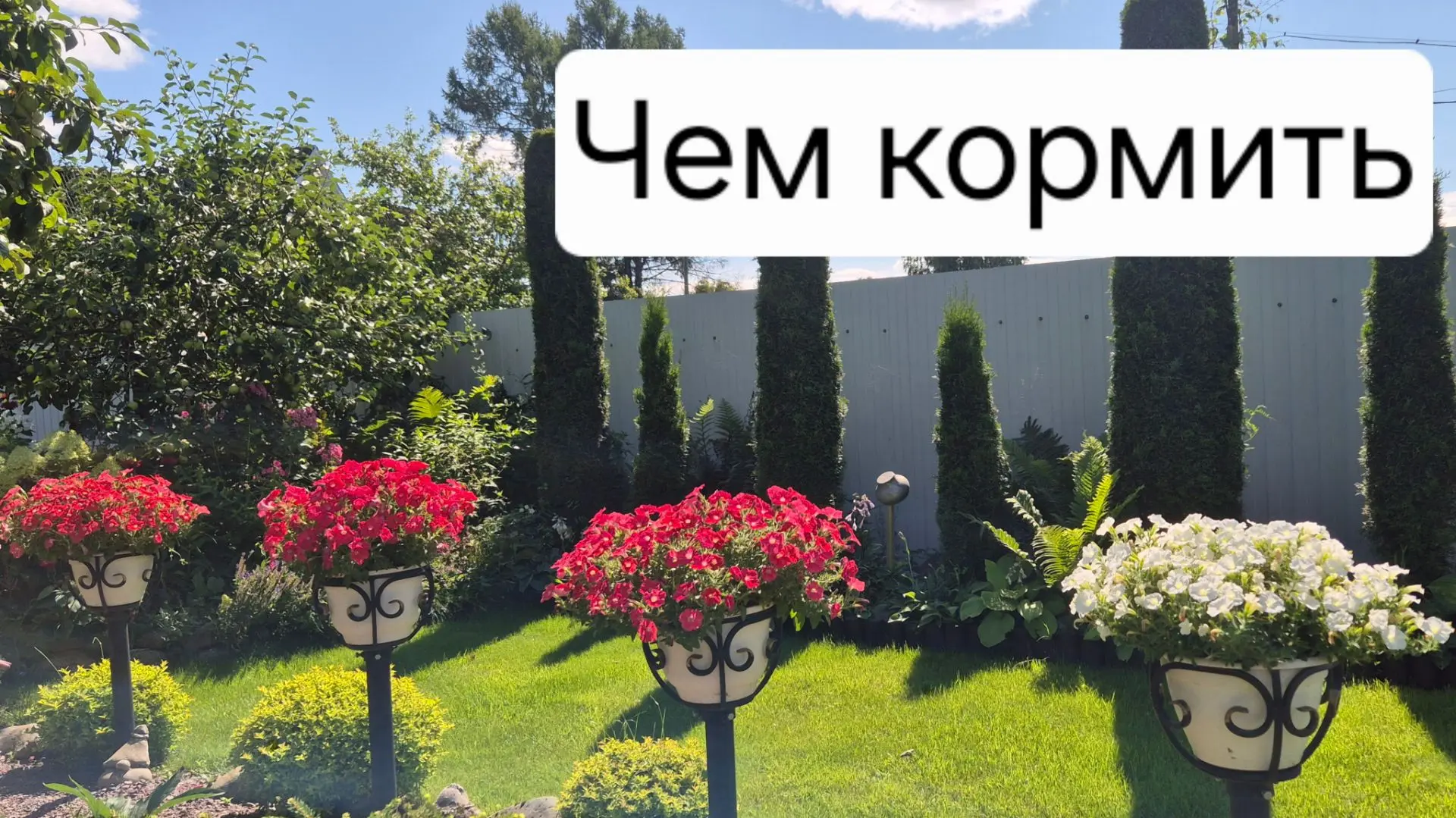 Во второй половине лета петунии, истощенные продолжительным цветением, нуждаются в особенной поддерж
