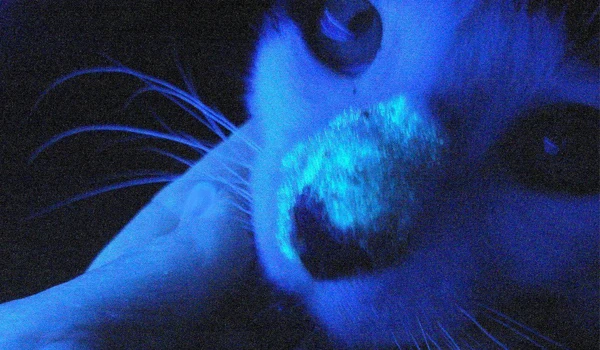 Лишай у животных🐱🐕
