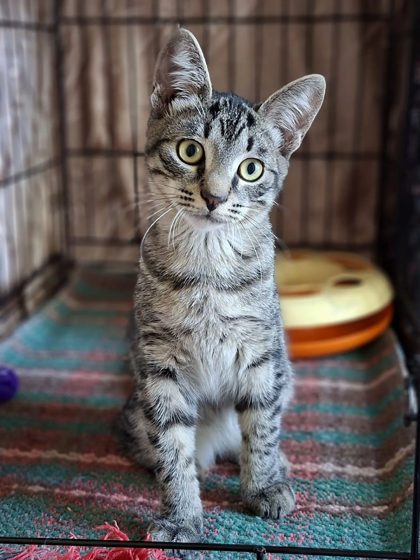 Юный Пашка ищет дом и любящую семью! 🐾