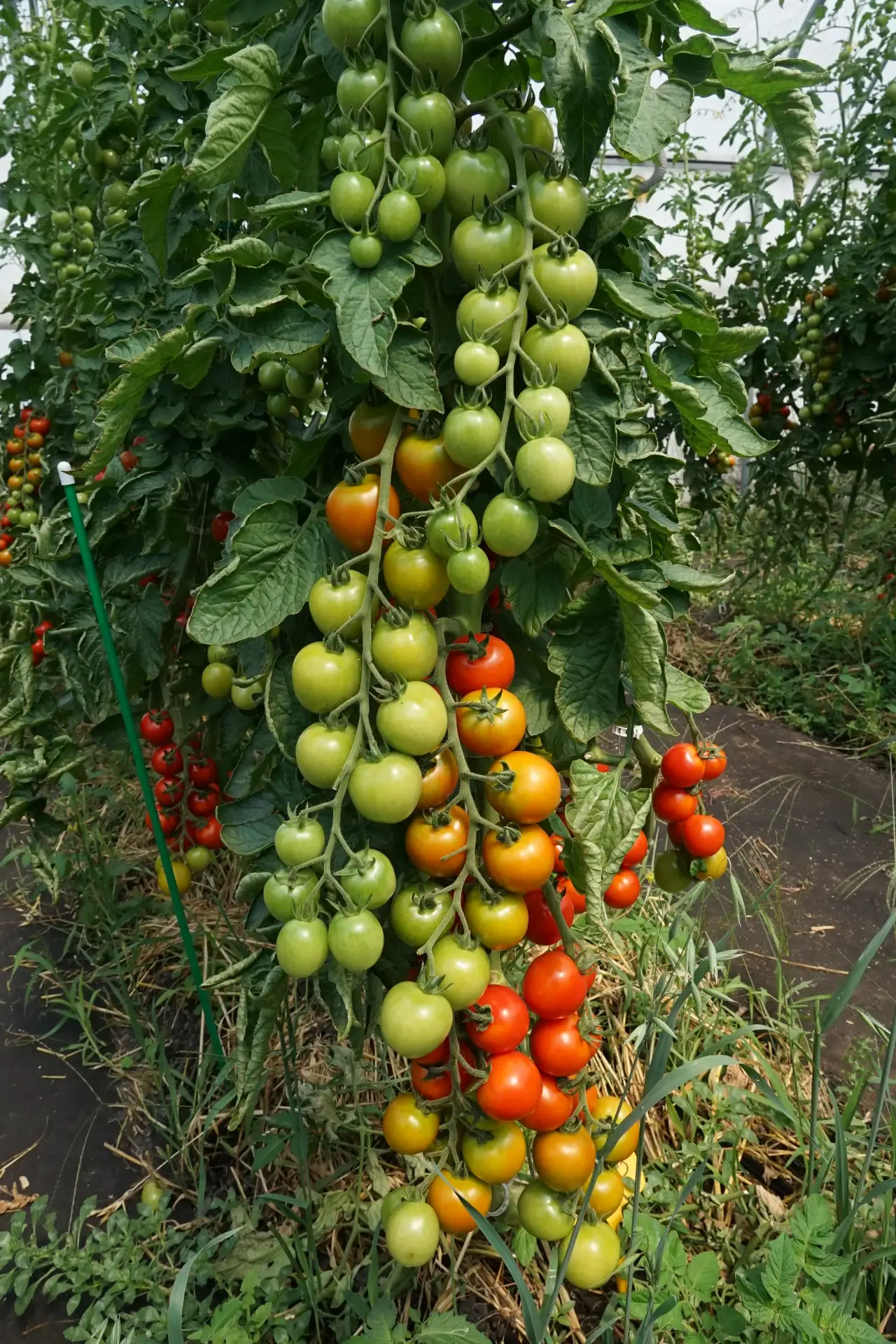 Органические помидоры из теплиц Белгородского ГАУ: вкус, выращенный с заботой! 🍅