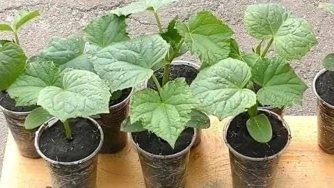 🥒 ТОП-5 САМЫХ УРОЖАЙНЫХ ОГУРЦОВ (РЕКОРДСМЕНЫ 2026)  Эти гибриды выдают максимум килограммов с куста: