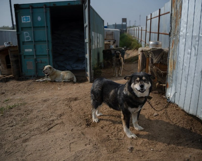 🐶 Жители Якутска подарили приюту сотни ковров
