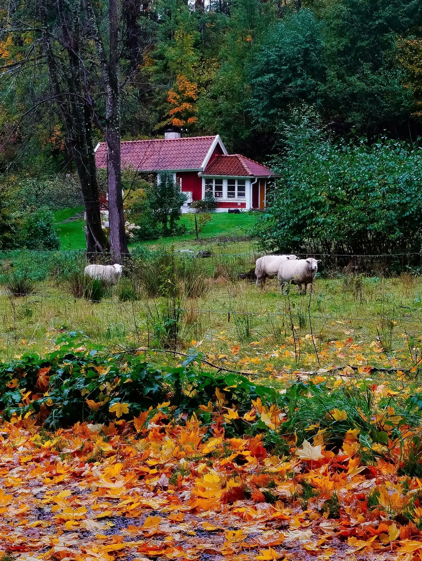 Осенью участок превращается в золотой ковер 🍂