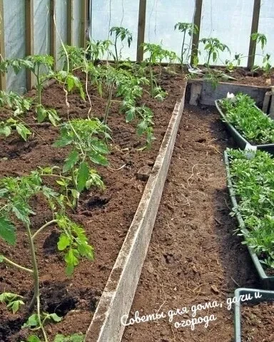 КАК БЫСТРО РЕАНИМИРОВАТЬ ПОДМЕРЗШИЕ РAСТЕНИЯ 🌱