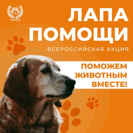 🐾 Спасибо за доброту! 🐾  В нашей школе завершилась благотворительная акция «Лапа помощи» 🐱🐶 Её цель 