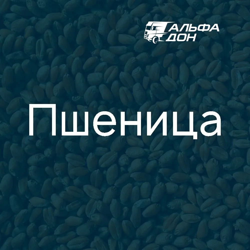 Наименование груза — Пшеница