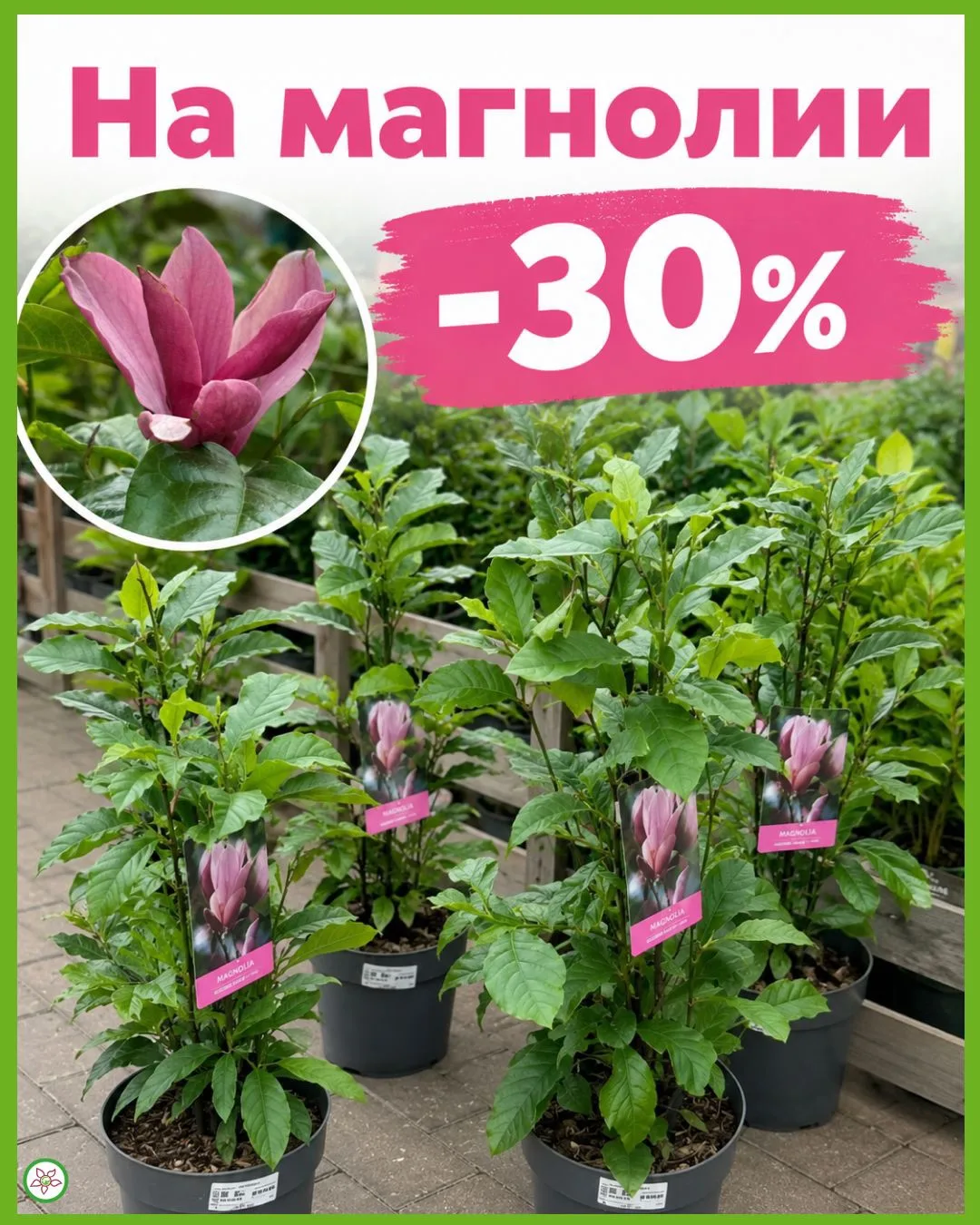 🌸 СКИДКА 30% НА МАГНОЛИИ! 🌸

Сейчас — лучшее время, чтобы добавить аристократичную магнолию в вашу