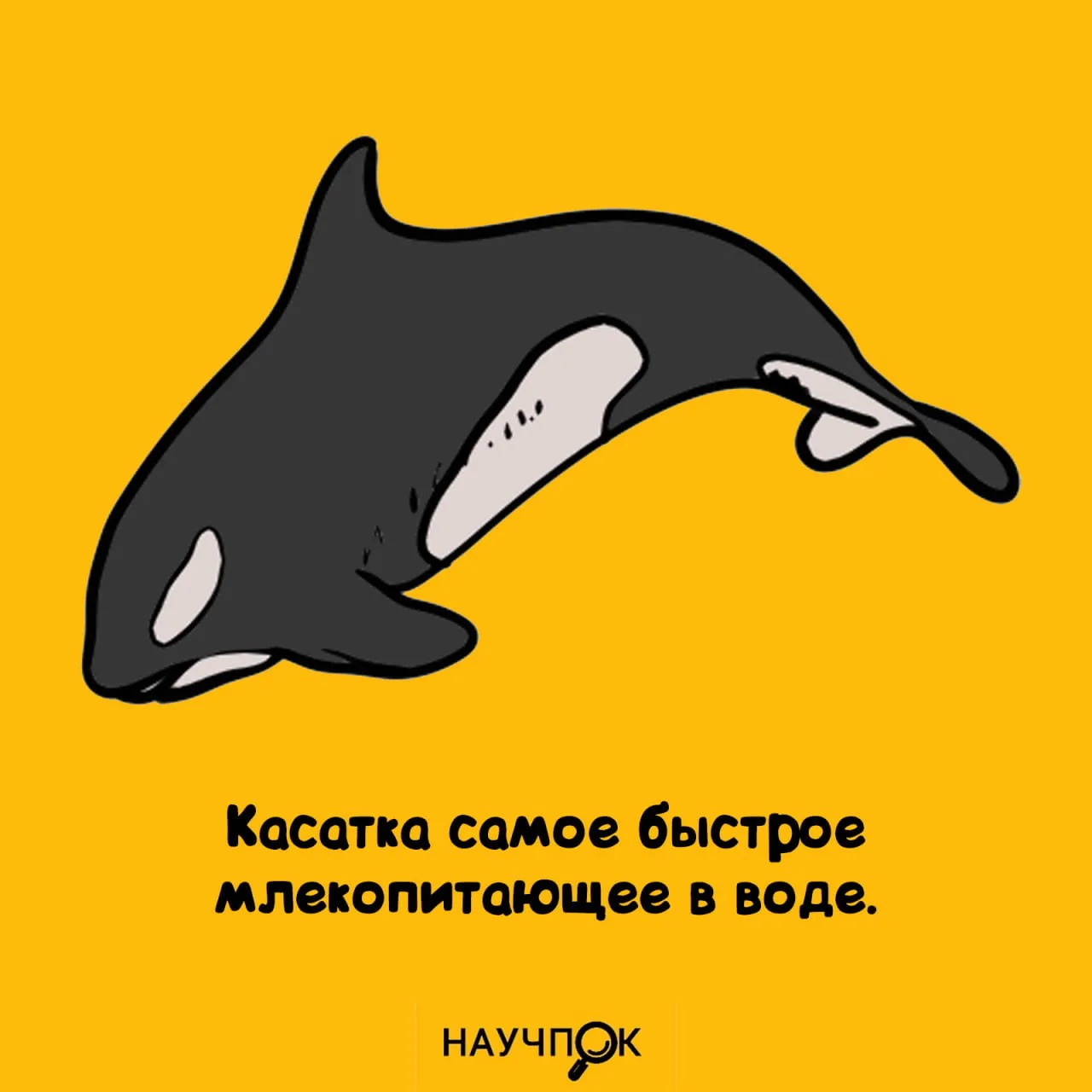 Научпок | Подписаться