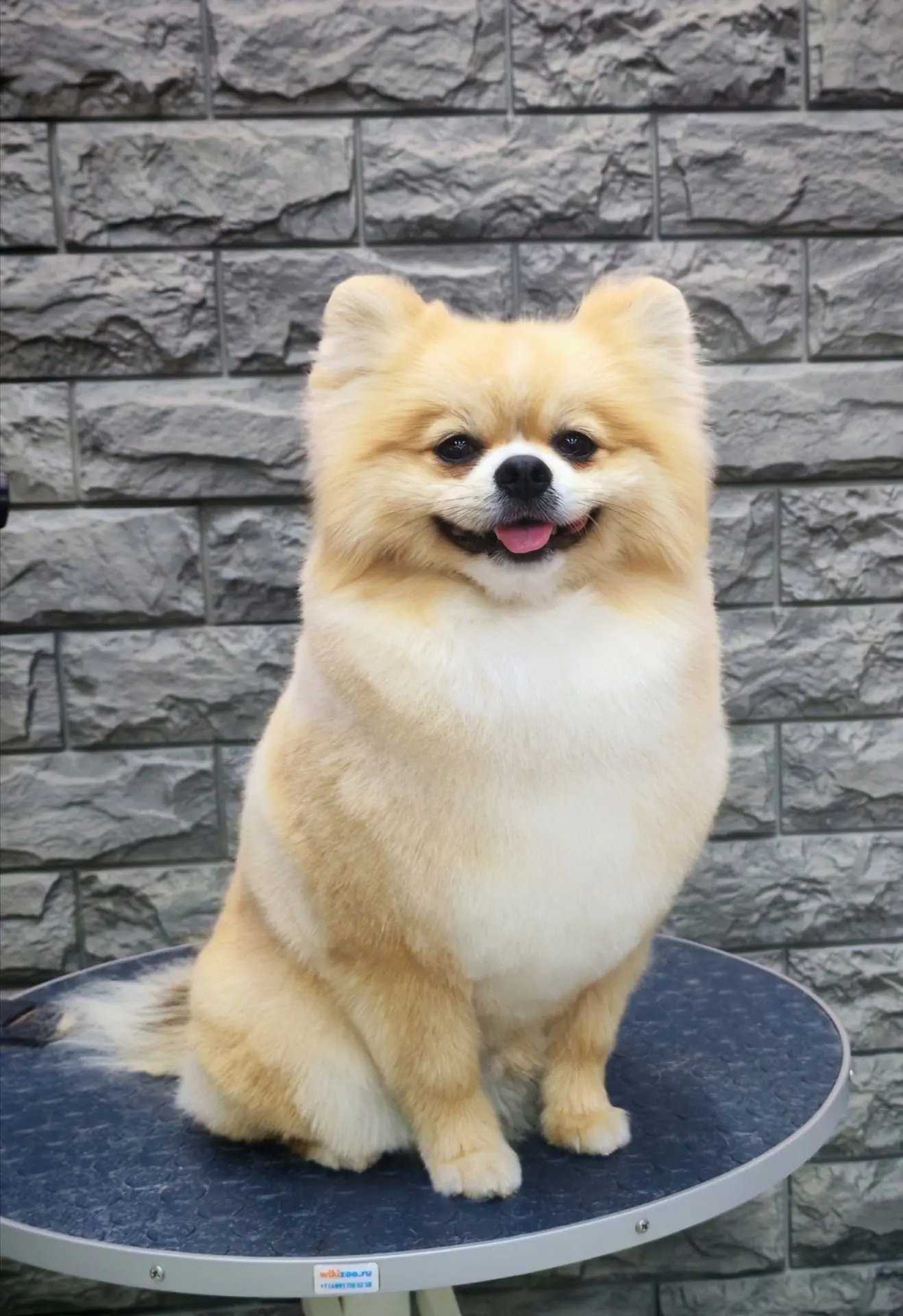 Шпиц - Тэвис🐶 на комплексе ✂