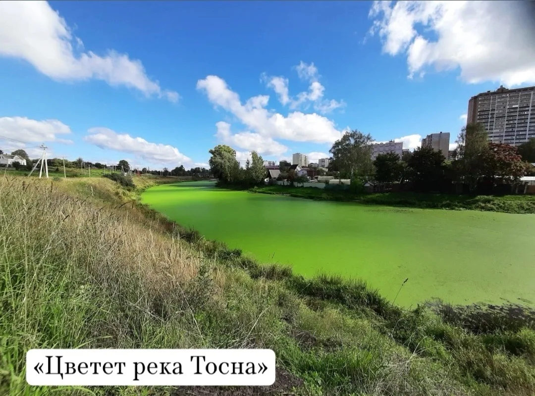 Итоги фотоконкурса «Никольское: лето в объективе» подведены! 📸