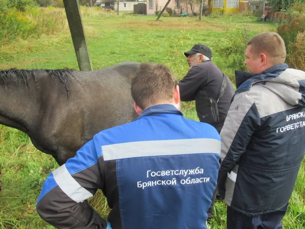 Ветеринары оказали помощь лошади, которую спасли из мазутной ямы под Брянском. Животное...