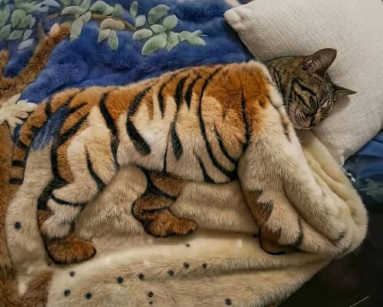 🌞Доброе КотоУтро!