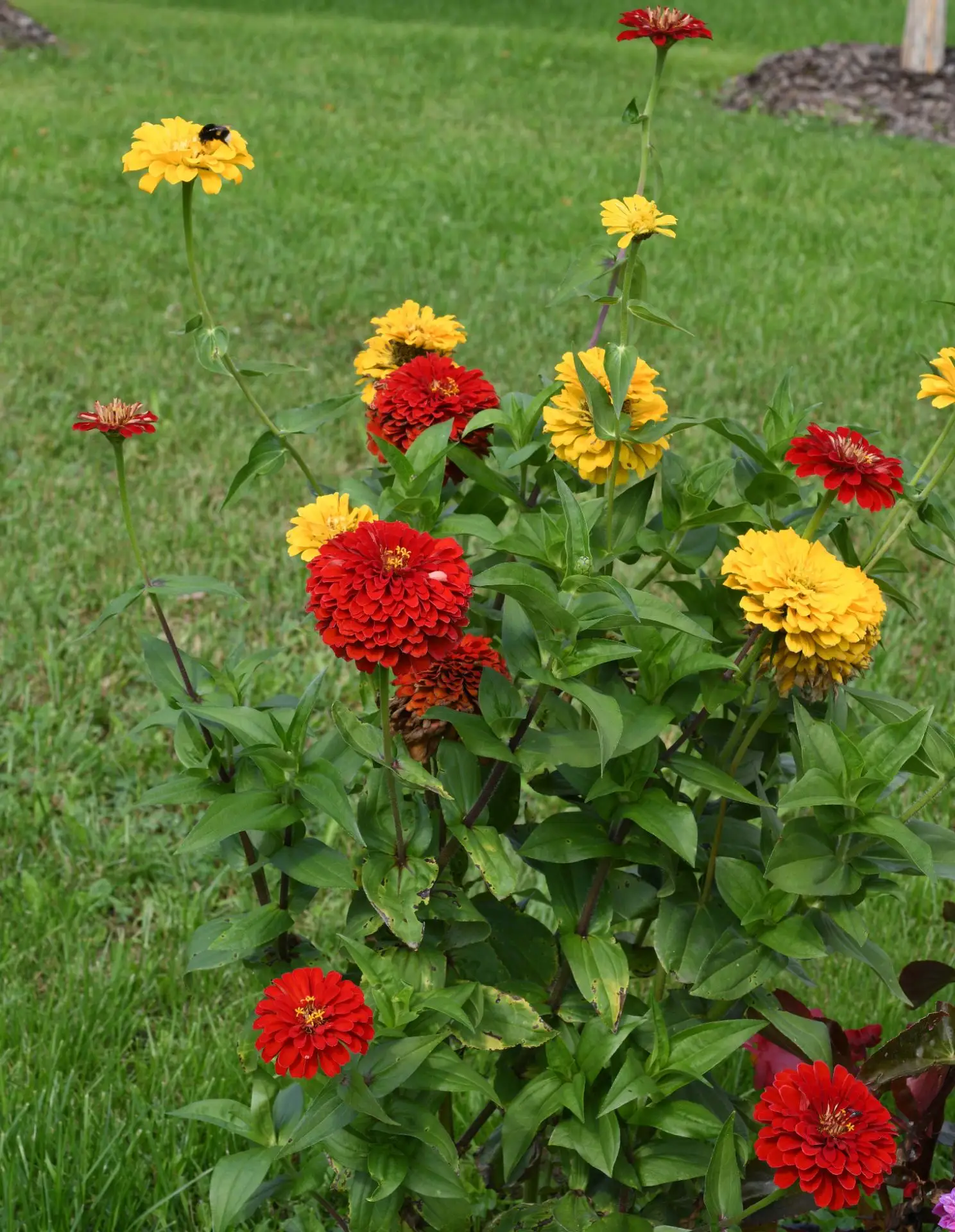 Цинния изящная (Zinnia elegans Jacq.) разнообразие расцветок. Научное родовое название ...