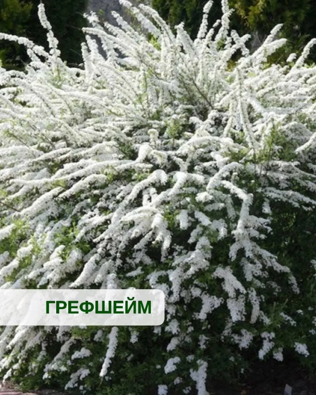 🌿 Спирея Грефшейм